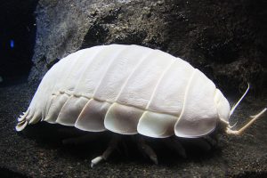 教えて深海水族館の飼育員さん！  深海魚＆深海生物10のギモンＱ＆Ａ