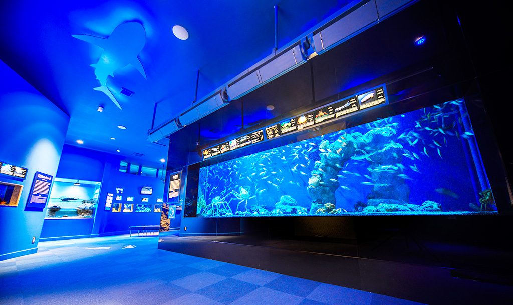 駿河湾大水槽/沼津港深海水族館(静岡県)