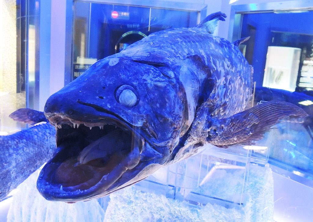 冷凍シーラカンス/沼津港深海水族館(静岡県)