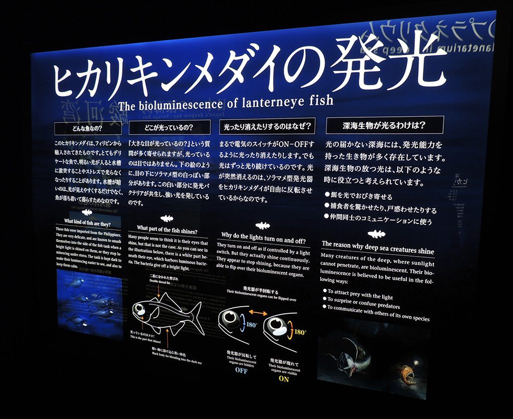 ヒカリキンメダイの発光についての解説/沼津港深海水族館(静岡県)