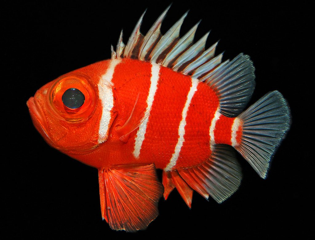 ミナミクルマダイ/沼津港深海水族館(静岡県)