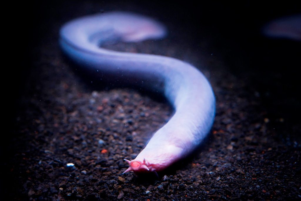 目が退化したヌタウナギ/沼津港深海水族館(静岡県)