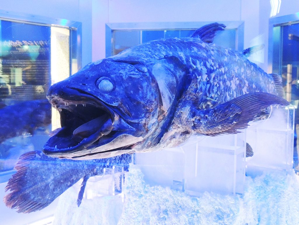 冷凍シーラカンス/沼津港深海水族館 シーラカンス・ミュージアム（静岡県）