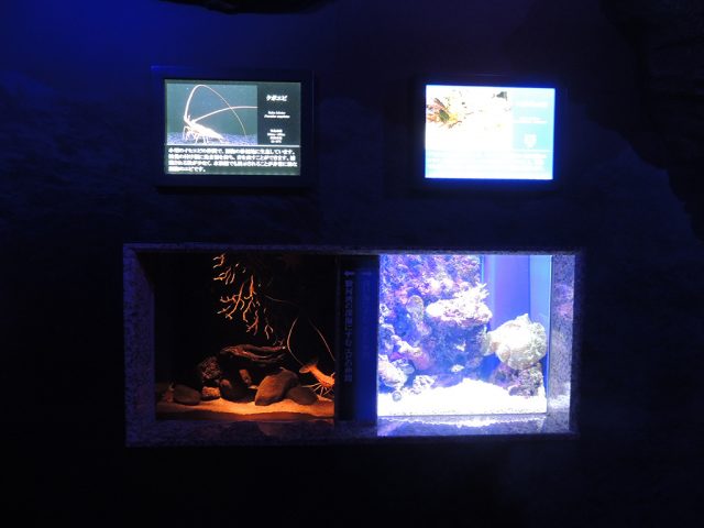 右：ショウグンエビ、左：クボエビ/沼津港深海水族館 シーラカンス・ミュージアム（静岡県）