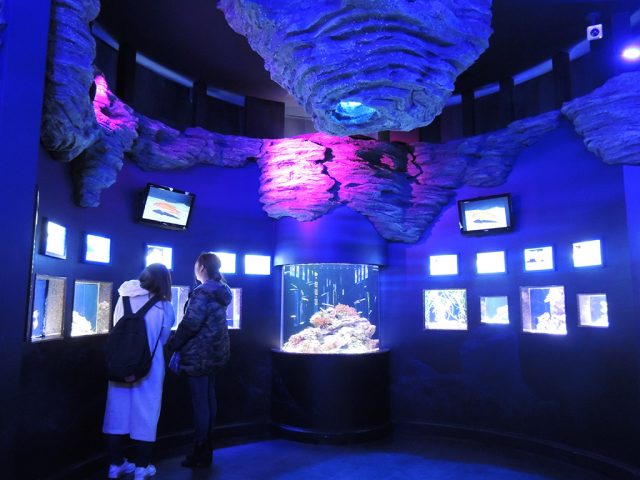 単体での水槽展示/沼津港深海水族館 シーラカンス・ミュージアム（静岡県／沼津市）