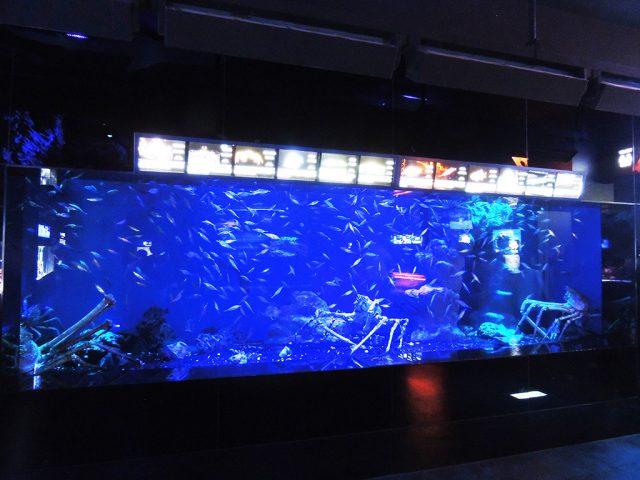 大水槽の魚たち/沼津港深海水族館 シーラカンス・ミュージアム（静岡県／沼津市）