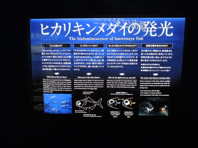 ヒカリキンメダイ発光についての解説パネル/沼津港深海水族館 シーラカンス・ミュージアム（静岡県／沼津市）