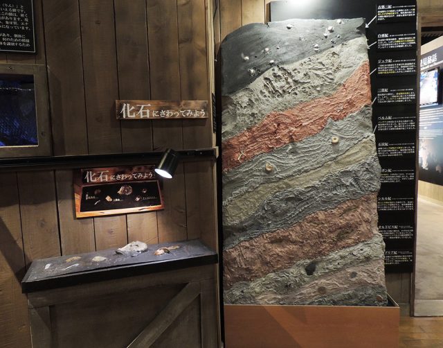 “化石にさわってみよう”コーナー/沼津港深海水族館 シーラカンス・ミュージアム（静岡県／沼津市）