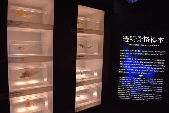 透明骨格標本/沼津港深海水族館 シーラカンス・ミュージアム（静岡県／沼津市）