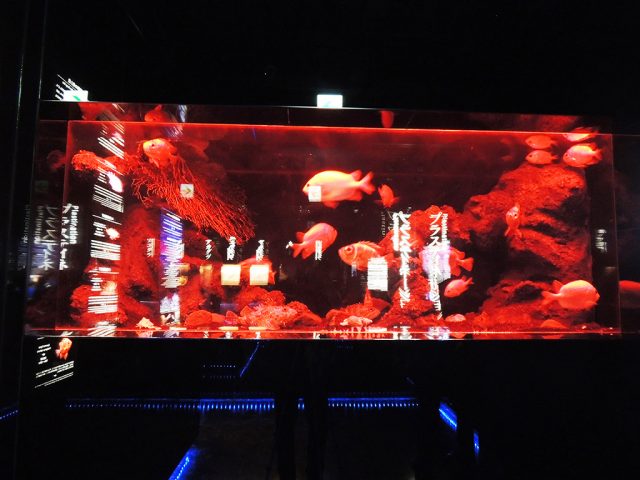 深海の光と色水槽/沼津港深海水族館 シーラカンス・ミュージアム（静岡県／沼津市）