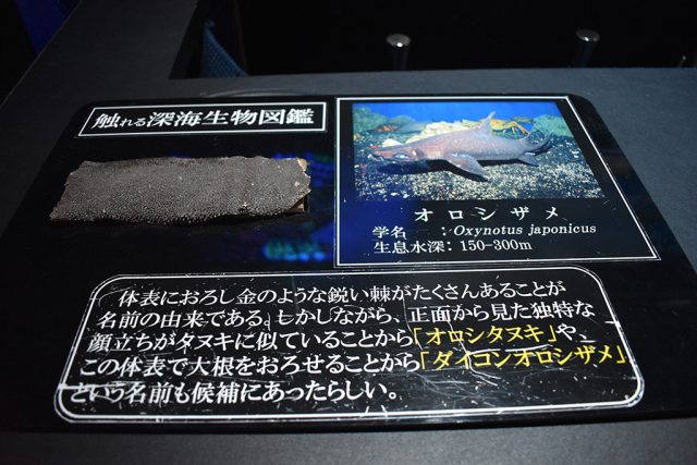 深海生物のウロコ/沼津港深海水族館 シーラカンス・ミュージアム（静岡県／沼津市）