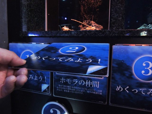 深海にいる小さな生きものたち/沼津港深海水族館 シーラカンス・ミュージアム（静岡県／沼津市）