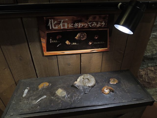化石にさわれるコーナー/沼津港深海水族館 シーラカンス・ミュージアム（静岡県／沼津市）