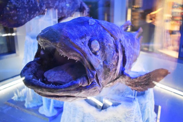 冷凍シーラカンス正面/沼津港深海水族館 シーラカンス・ミュージアム（静岡県／沼津市）