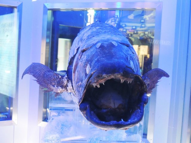 もう1体の冷凍シーラカンス/沼津港深海水族館 シーラカンス・ミュージアム（静岡県／沼津市）