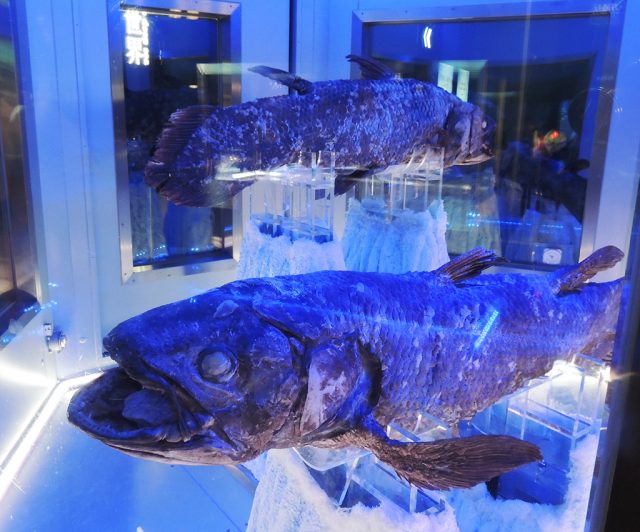 2体の冷凍シーラカンス/沼津港深海水族館 シーラカンス・ミュージアム（静岡県／沼津市）