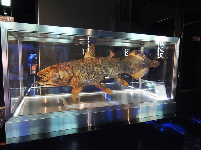 はく製のシーラカンス/沼津港深海水族館 シーラカンス・ミュージアム（静岡県／沼津市）