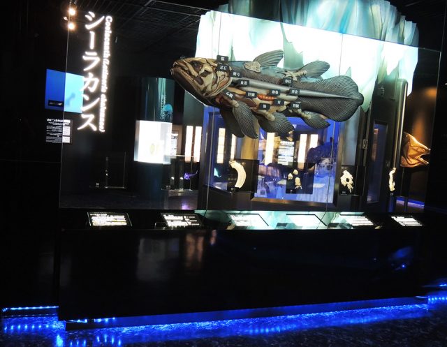 シーラカンスの臓器/沼津港深海水族館 シーラカンス・ミュージアム（静岡県／沼津市）