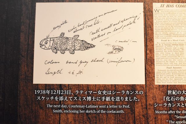 ラティマー女史のスケッチ/沼津港深海水族館 シーラカンス・ミュージアム（静岡県／沼津市）