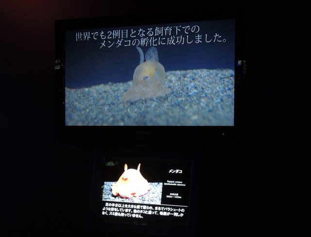赤ちゃんメンダコ/沼津港深海水族館 シーラカンス・ミュージアム（静岡県／沼津市）