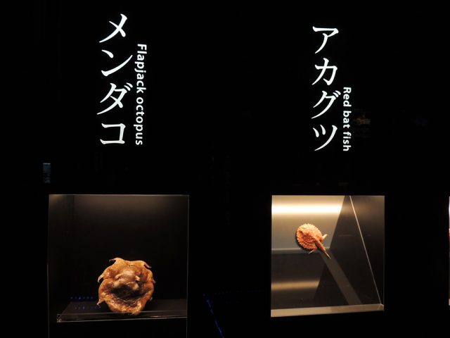 メンダコとアカグツ/沼津港深海水族館 シーラカンス・ミュージアム（静岡県／沼津市）
