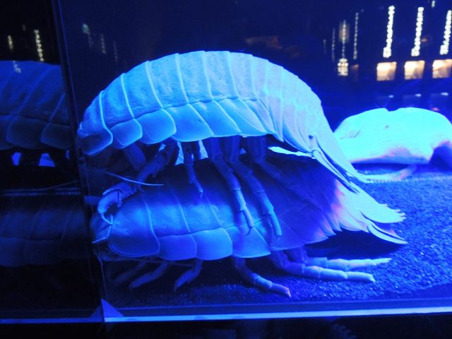 ダイオウグソクムシ/沼津港深海水族館 シーラカンス・ミュージアム（静岡県）