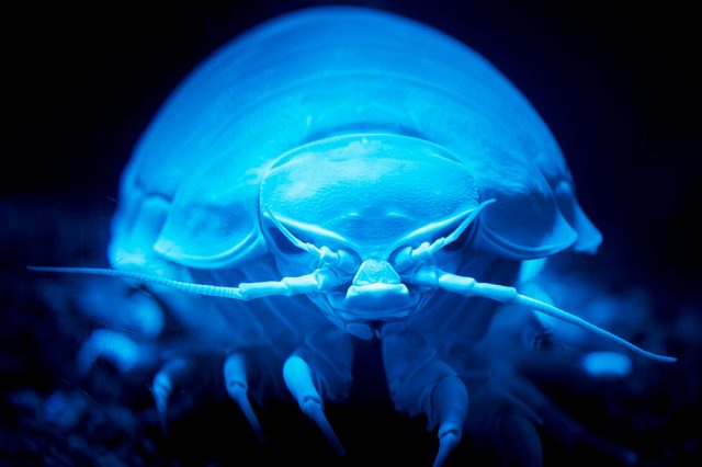 ダイオウグソクムシの正面/沼津港深海水族館 シーラカンス・ミュージアム（静岡県／沼津市）