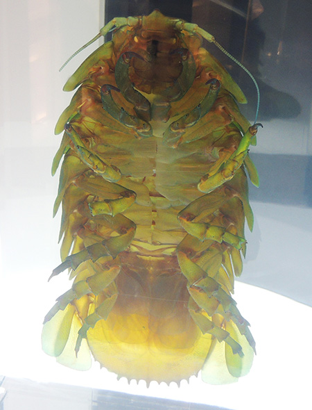 透明骨格標本のダイオウグソクムシ/沼津港深海水族館 シーラカンス・ミュージアム（静岡県／沼津市）