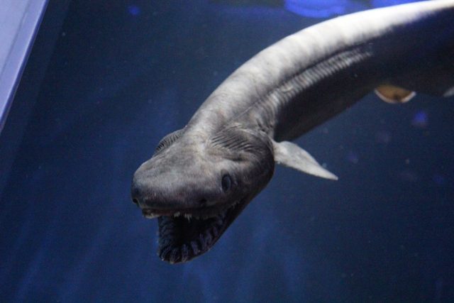 古代ザメのラブカ/沼津港深海水族館 シーラカンス・ミュージアム（静岡県／沼津市）