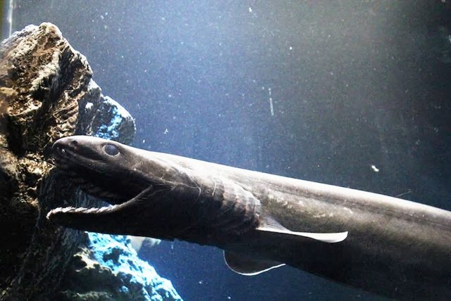 口をあけるラブカ/沼津港深海水族館 シーラカンス・ミュージアム（静岡県／沼津市）