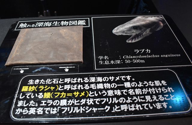 ラブカのウロコ/沼津港深海水族館 シーラカンス・ミュージアム（静岡県／沼津市）