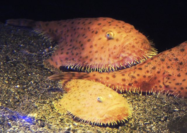ミドリフサアンコウ/沼津港深海水族館 シーラカンス・ミュージアム（静岡県／沼津市）