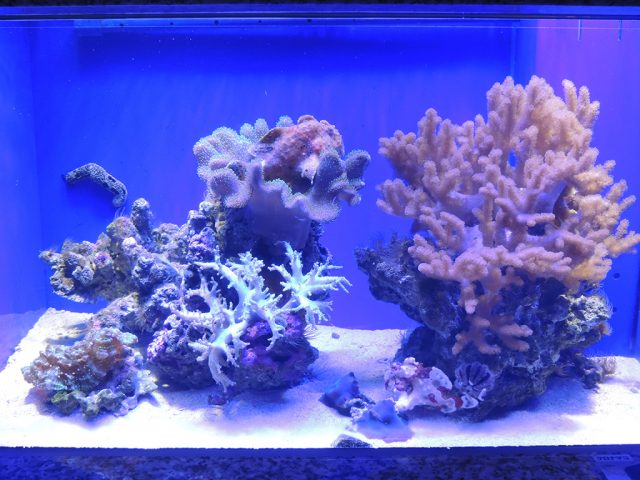 イロカエルアンコウの水槽/沼津港深海水族館 シーラカンス・ミュージアム（静岡県／沼津市）