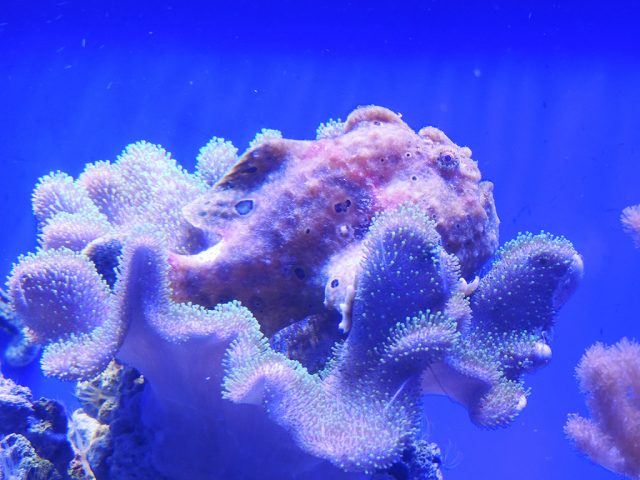 イロカエルアンコウ/沼津港深海水族館 シーラカンス・ミュージアム（静岡県／沼津市）