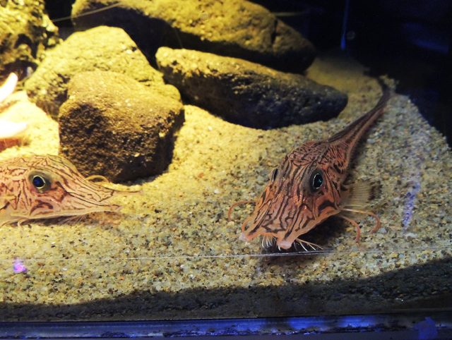 キホウボウ/沼津港深海水族館 シーラカンス・ミュージアム（静岡県／沼津市）