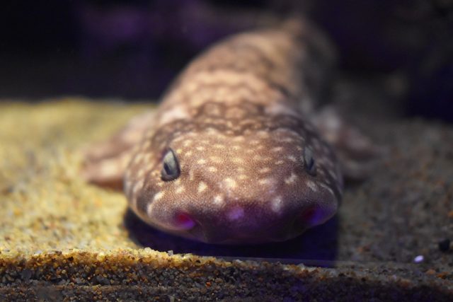 キホウボウの正面/沼津港深海水族館 シーラカンス・ミュージアム（静岡県／沼津市）