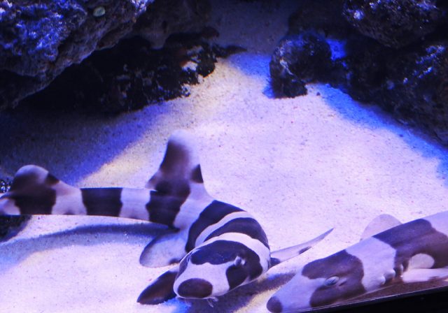 イヌザメ/沼津港深海水族館 シーラカンス・ミュージアム（静岡県／沼津市）