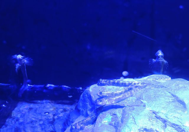 水槽のイヌザメ/沼津港深海水族館 シーラカンス・ミュージアム（静岡県／沼津市）