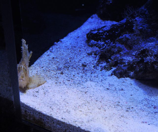 ハダカハオコゼ/沼津港深海水族館 シーラカンス・ミュージアム（静岡県／沼津市）