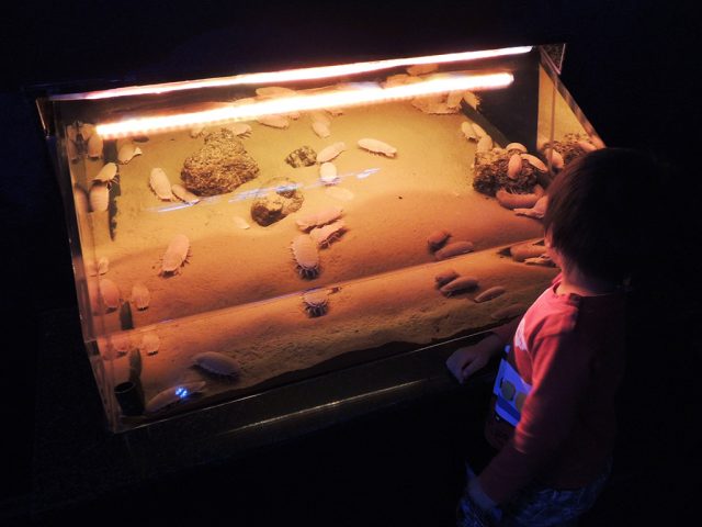 オオグソクムシをみる子ども/沼津港深海水族館 シーラカンス・ミュージアム（静岡県／沼津市）