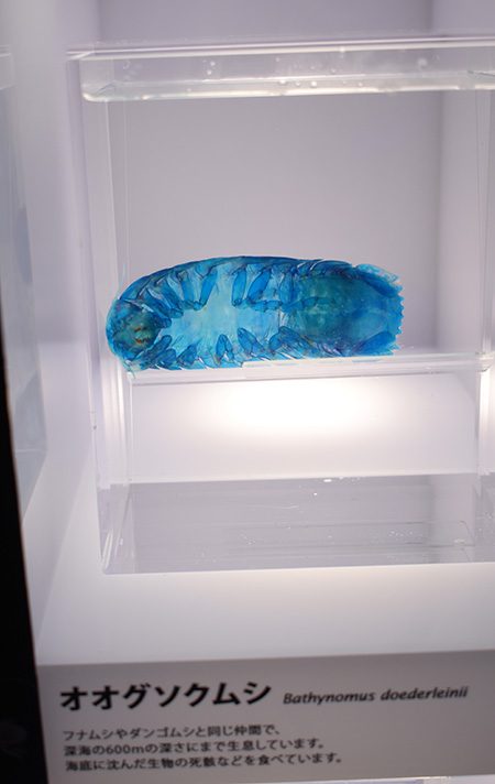 透明骨格標本コーナーのオオグソクムシ/沼津港深海水族館 シーラカンス・ミュージアム（静岡県／沼津市）