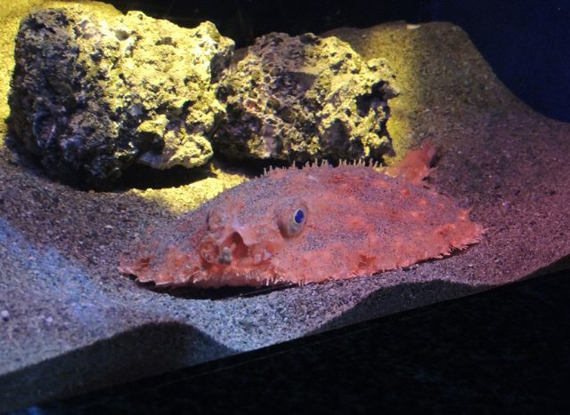 アカグツ/沼津港深海水族館 シーラカンス・ミュージアム（静岡県／沼津市）