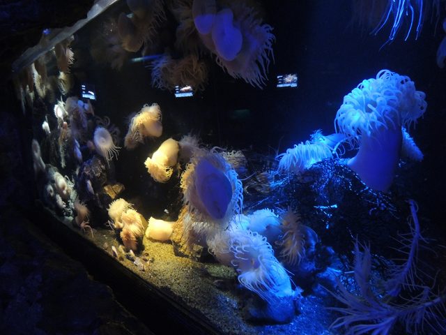 セトモノイソギンチャク科の仲間/沼津港深海水族館 シーラカンス・ミュージアム（静岡県／沼津市）