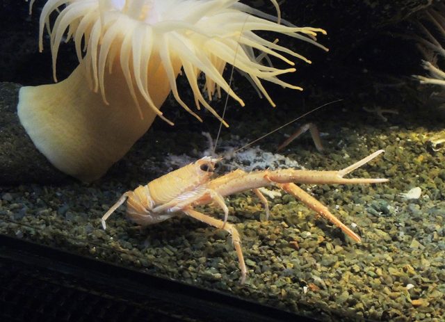 オオコシオリエビ/沼津港深海水族館 シーラカンス・ミュージアム（静岡県／沼津市）