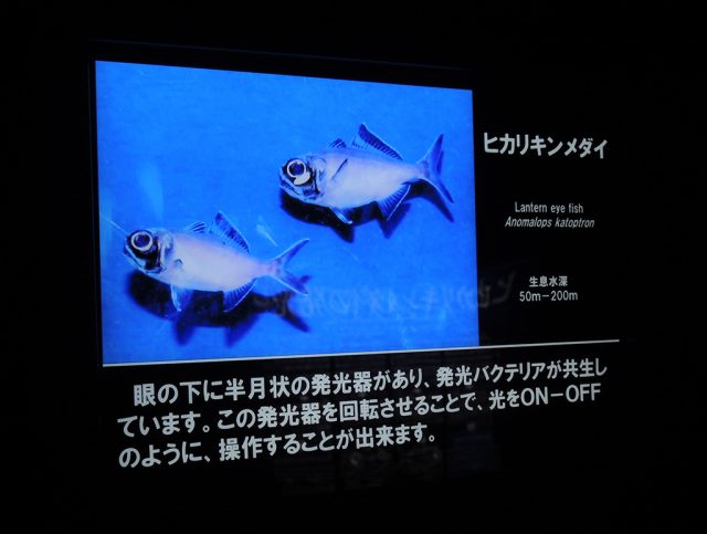 ヒカリキンメダイ/沼津港深海水族館 シーラカンス・ミュージアム（静岡県／沼津市）