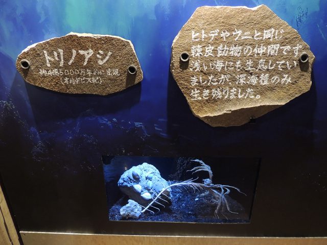 トリノアシ/沼津港深海水族館 シーラカンス・ミュージアム（静岡県／沼津市）