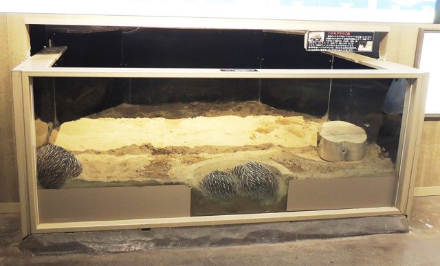 ハリモグラ/沼津港深海水族館 シーラカンス・ミュージアム（静岡県／沼津市）