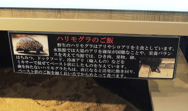 ハリモグラのご飯の説明/沼津港深海水族館 シーラカンス・ミュージアム（静岡県／沼津市）