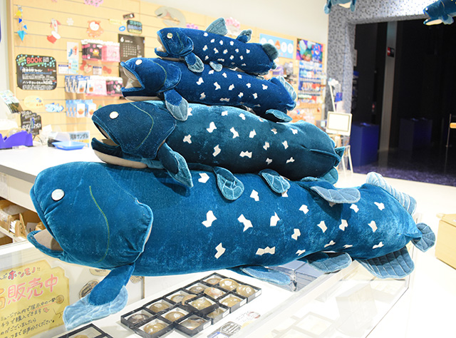 シーラカンスぬいぐるみ/沼津港深海水族館 シーラカンス・ミュージアム（静岡県／沼津市）