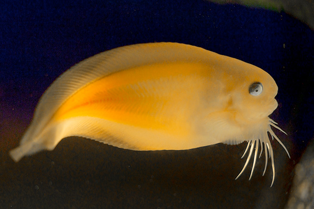 サケビクニン/沼津港深海水族館 シーラカンス・ミュージアム（静岡県／沼津市）